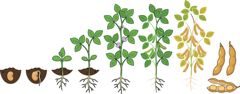 Soybean Plant Growth Cycle Diagram Showing Seed Germination Roots Flowering Pod Development and Mature Harvest Stages for Agricultural and Botanical Education Vector Illustration