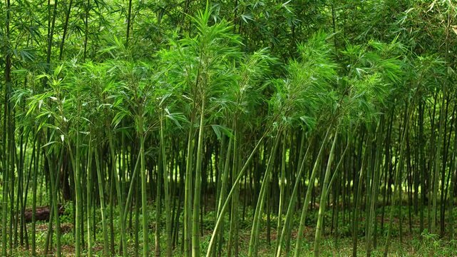 Dense green bamboo forest with tall slender stalks and lush tropical foliage nature jungle stalk plant growth