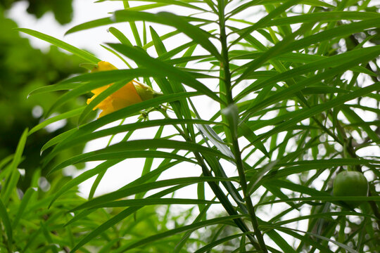 Green field  variety plant spring environment