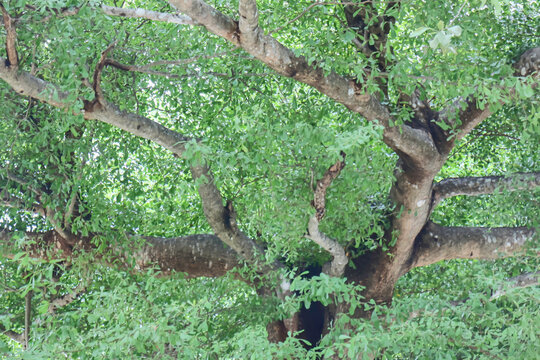 Green field  variety plant spring environment