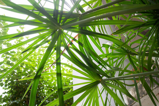 Green field  variety plant spring environment