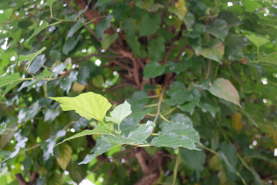 Green field  variety plant spring environment