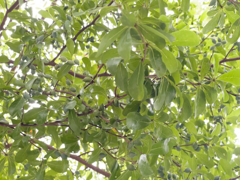 Green field  variety plant spring environment