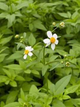 Green field  variety plant spring environment