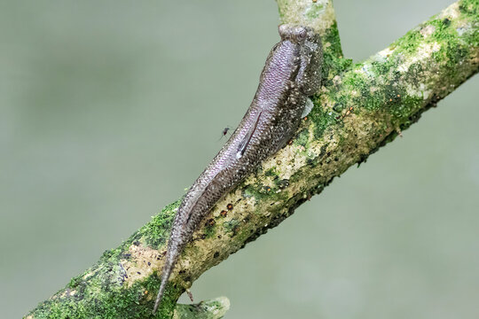 Dusky Grilled Mudskipper