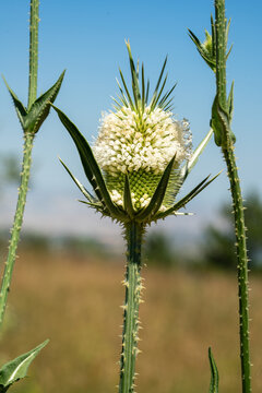 Dipsacus laciniatus flower head with white blooms on thorny stem