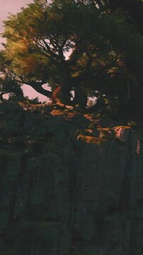 A tree stands tall on the edge of a rocky cliff as the sun sets, creating bright colors in the sky. The scene shows nature and the beauty of the surrounding landscape.