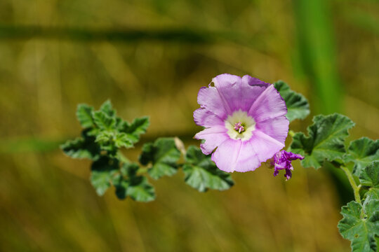 A vibrant pink Geranium incanum, or carpet geranium, blossom stands out amongst green, deeply lobed leaves.