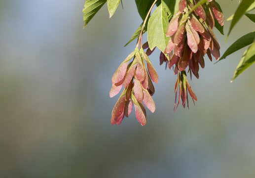 Pink boxelder maple seeds (Acer negundo) hanging on a branch with soft bokeh background