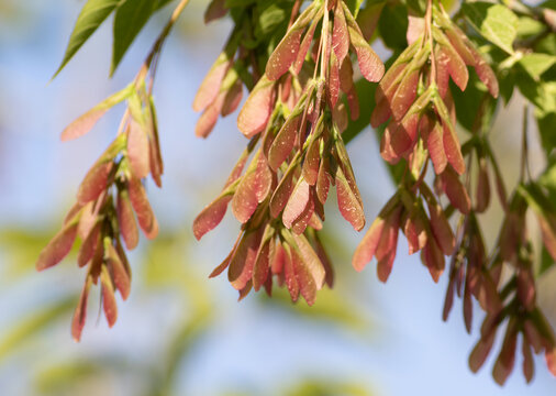 Pink boxelder maple seeds (Acer negundo) hanging on branches against a bright sky