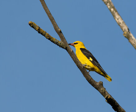 Eurasian golden oriole (Oriolus oriolus) perched on a branch against blue sky