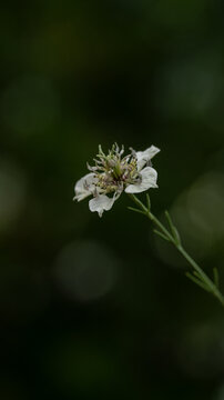 White nigella sativa flower in bloom against a dark green background