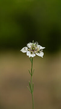 Close up of a single blooming white nigella sativa flower on a thin green stem against a blurred background
