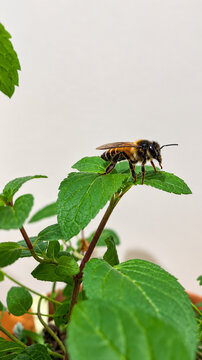 Macro shot of a honey bee resting on a fresh green mint leaf with a clean white background