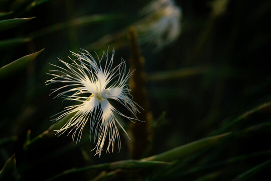 White fringed dianthus flower blooming in the garden