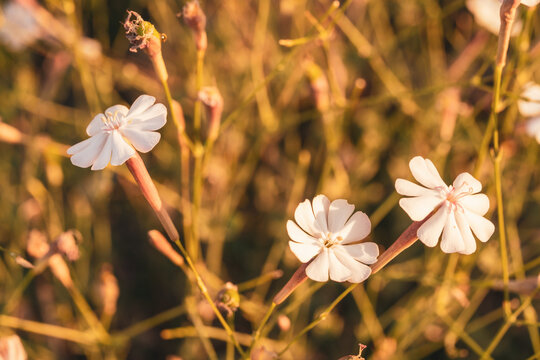 White campion wildflower blooming in a summer nature meadow bathed in golden sunlight during sunset