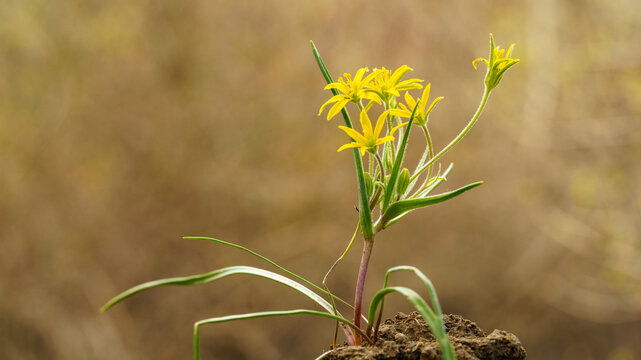 A small yellow flower blooming from a lump of soil