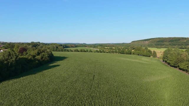 Cornfield in Schwerte