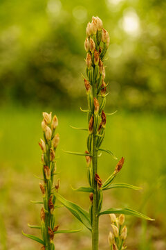 Cephalanthera damosinium, the white helleborine, growing in a natural habitat
