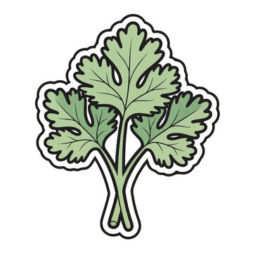 Cilantro herb plant green leaves.