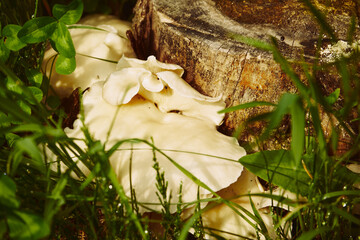 Pleurotus (Fr.) P. Kumm., boczniak © Marcin Łazarczyk