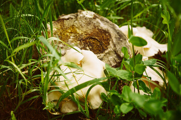 Pleurotus (Fr.) P. Kumm., boczniak © Marcin Łazarczyk