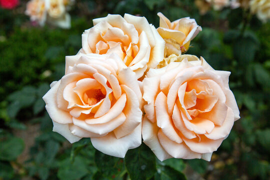 Rose Friesta on a clear sunny day. Flora domestic indoor plants and flowers.