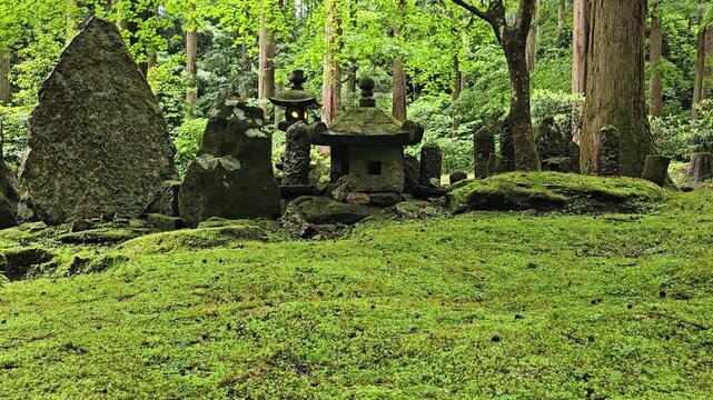 Ancient stone lantern and weathered monuments covered with moss in Japanese temple forest. Peaceful footage of historic Buddhist cemetery surrounded by cedar trees and lush green woodland