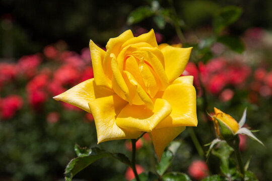 Samourai rose on a clear sunny day. Flora domestic indoor plants and flowers.