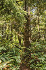 Fototapeta premium Lush evergreen forest with ferns beneath towering conifer trees in Oregon
