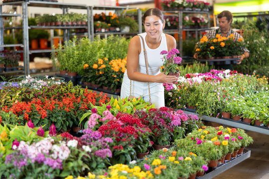 Young woman buyer chooses pentas in pot in flower shop