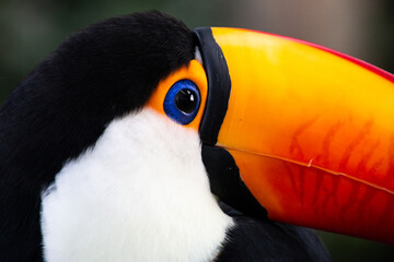Toucan resting, from a close-up perspective, with black, white accents © Tigran 