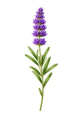 Obraz premium Illustration of a lavender sprig with purple flowers and green leaves.