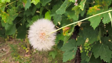 Close-up shot of a fluffy, mature dandelion seed head on a green stem, set against a natural, blurred garden and vineyard background. © Amarandei