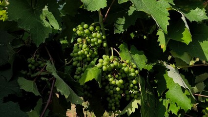 Close-up shot of fresh, healthy green grapes growing on a vibrant vine in a sunny vineyard during summer. © Amarandei