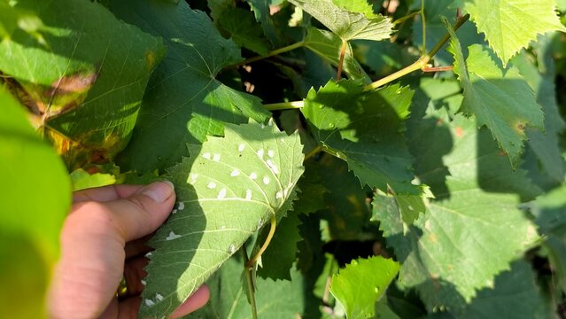 Grapevine leaf infected with grape erineum mite (Eriophyes vitis), showing typical blister-like galls and swelling on the surface in a vineyard