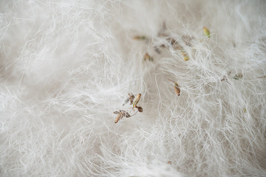 A detailed macro shot showing soft, fluffy white dog fur&mdash;characteristic of breeds like the Samoyed or Husky&mdash;heavily tangled with small plant burrs and seeds after an outdoor walk.