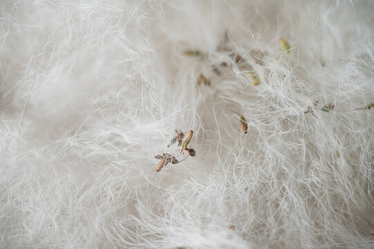 A detailed macro shot showing soft, fluffy white dog fur&mdash;characteristic of breeds like the Samoyed or Husky&mdash;heavily tangled with small plant burrs and seeds after an outdoor walk.