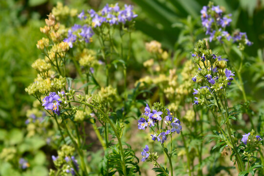 Blue Jakobs ladder flowers - Latin name - Polemonium caeruleum