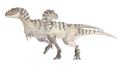 ビスタヒエヴェルソル雌雄のペア。白亜紀後期（約7,450万年前）に北米大陸に生息していたティラノサウルス上科の肉食恐竜の想像図。鳥類や哺乳類の雌雄の体型や退職等を参考に繁殖期の描き分けた。前がメス後ろがオス © Mineo