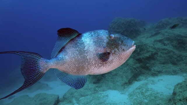 Close-up of a triggerfish swimming near the rocky seabed underwater.