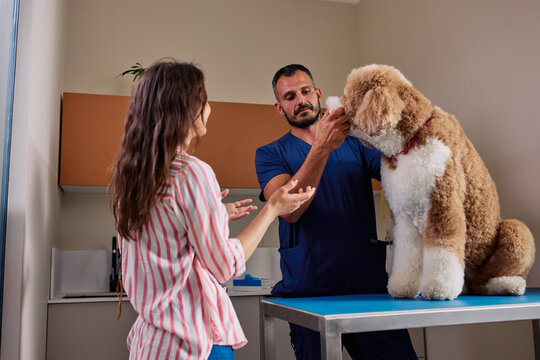 Veterinarian examining a pet Goldendoodle dog with owner