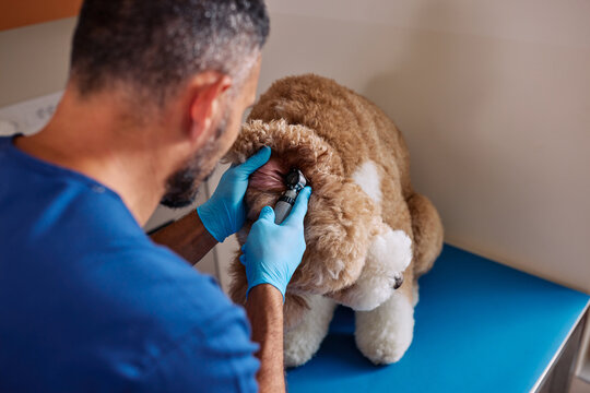 Veterinarian checking poodle dog ear during checkup