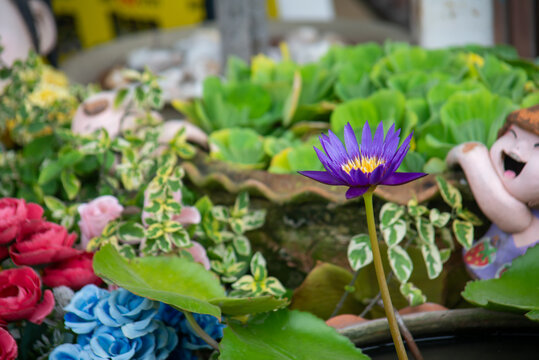 Vibrant Water Garden with Lotus and Decor