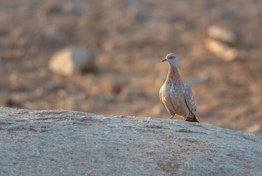 Speckled pigeon in the Namib Desert, Namibia, Africa
