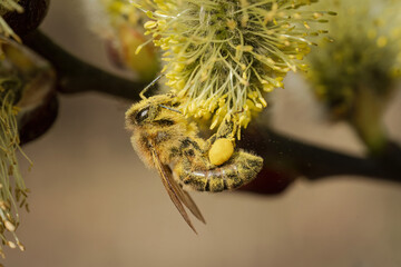 Close-up of a honey bee (Apis mellifera) carrying pollen while flying toward blooming willow catkins. © Stanislav