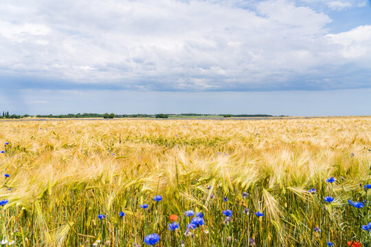 Golden Grain Field near Cape Arkona on R&uuml;gen with Lighthouses and Wildflowers