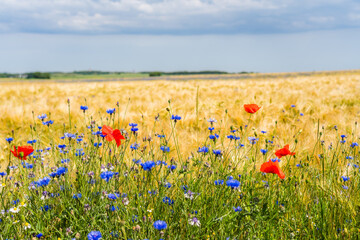 Obraz premium Poppies and Cornflowers in Foreground with Cape Arkona Lighthouses on Rügen