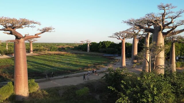 Side aerial drone view of tourists walking along the dirt path at Baobab Alley, Morondova, Madagascar. Majestic ancient giant trees standing under a bright clear daylight sky.