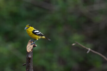Fototapeta premium A male White tailed Iora featuring bright yellow plumage and striking black and white wings, perched gracefully on a tree branch with a soft, out of focus green natural background.